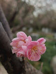 腊梅 梅花