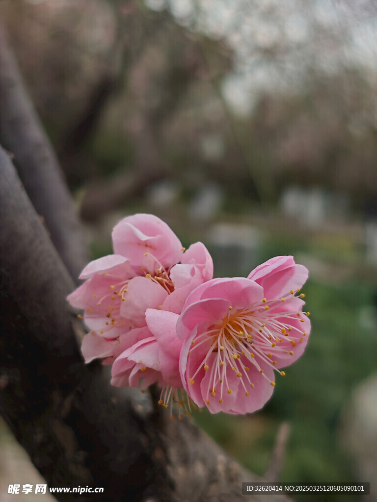 腊梅 梅花