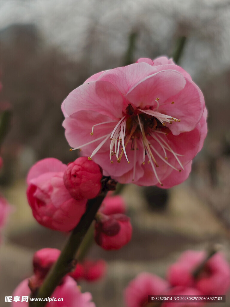 腊梅 梅花