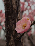 腊梅 梅花