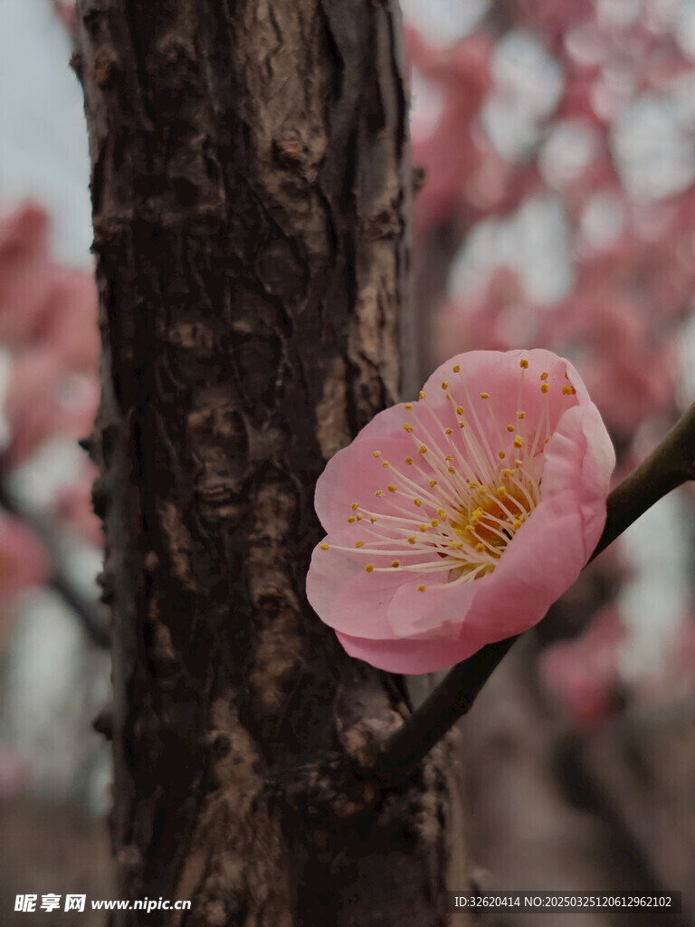 腊梅 梅花