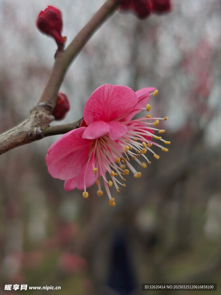 腊梅 梅花