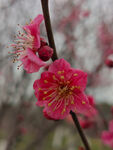 腊梅 梅花