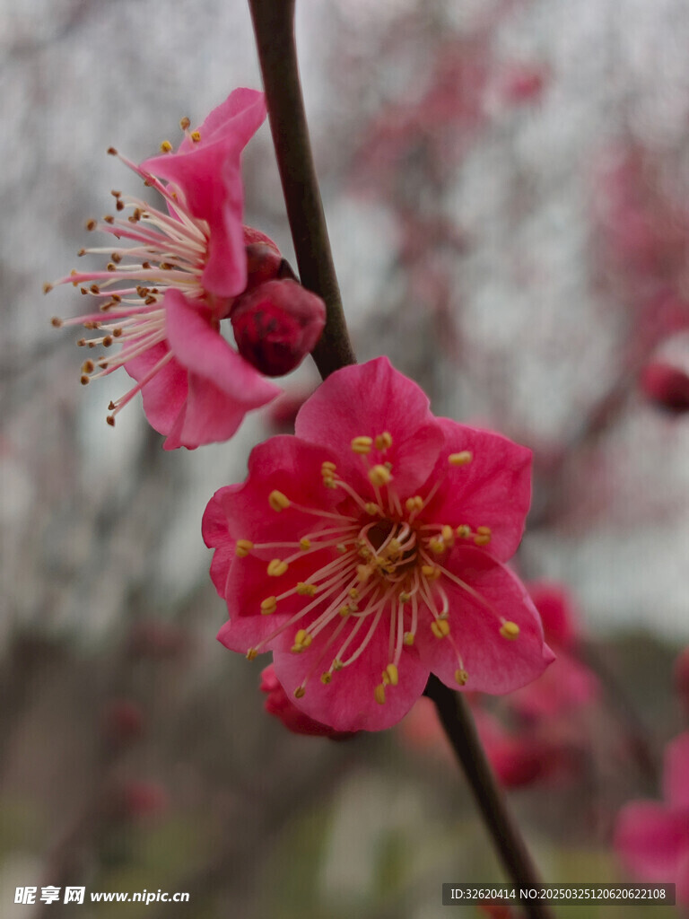 腊梅 梅花