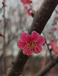 腊梅 梅花