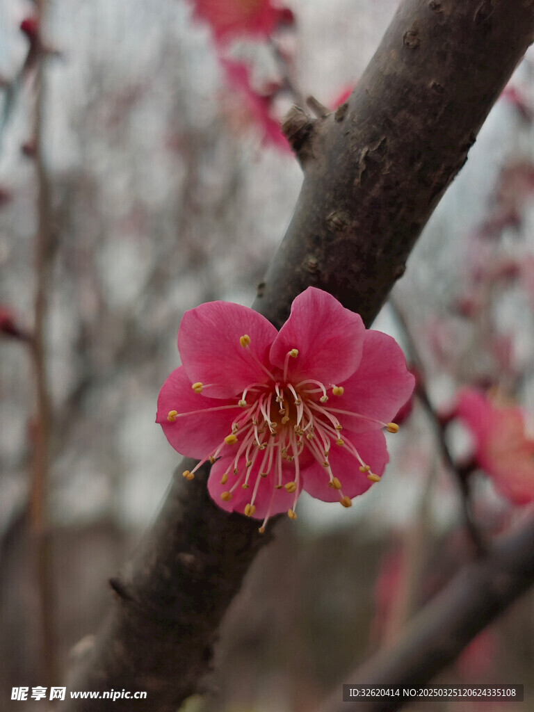 腊梅 梅花