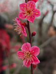 腊梅 梅花