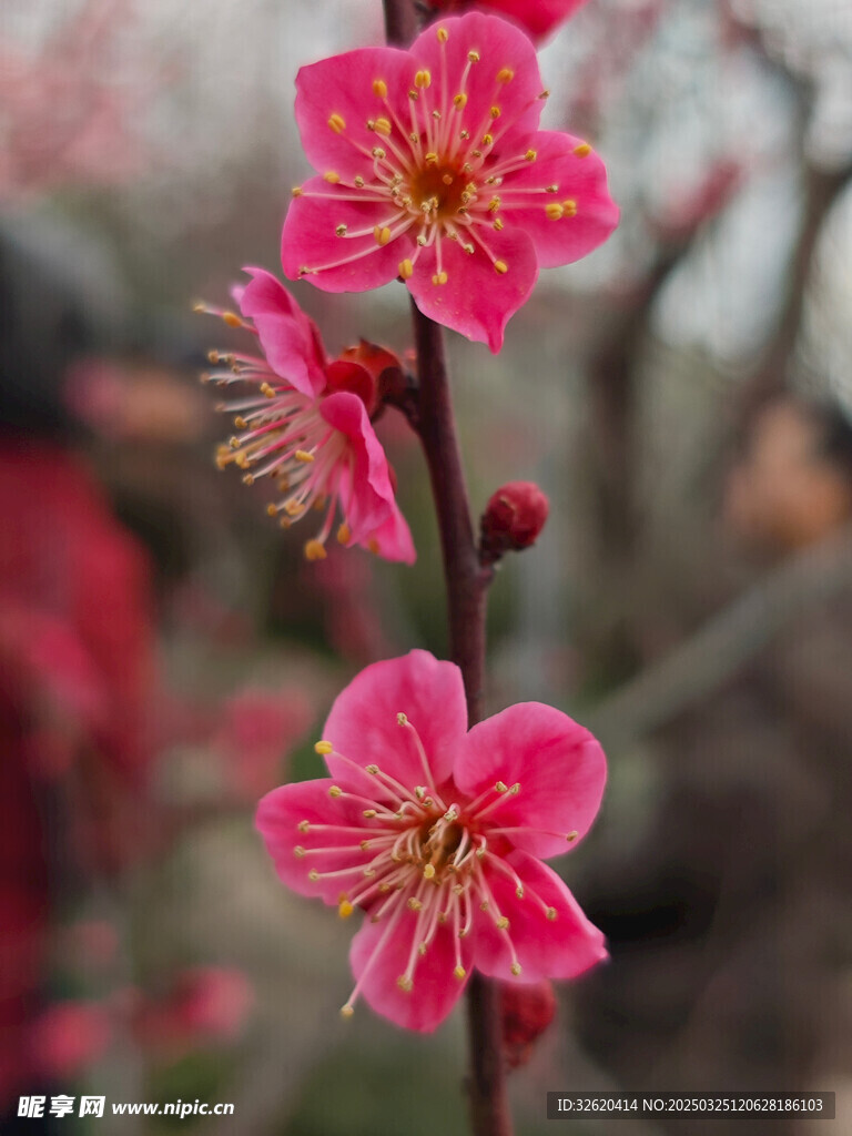 腊梅 梅花