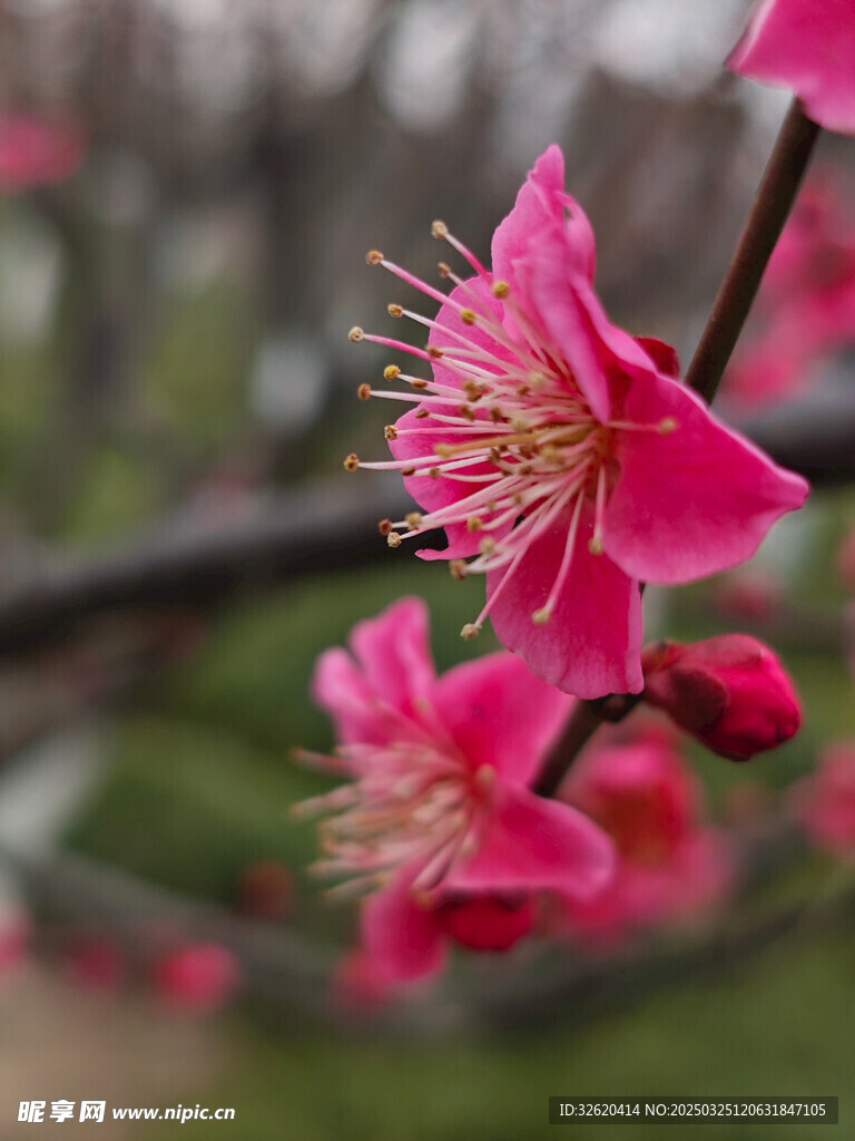 腊梅 梅花
