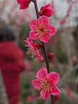 腊梅 梅花