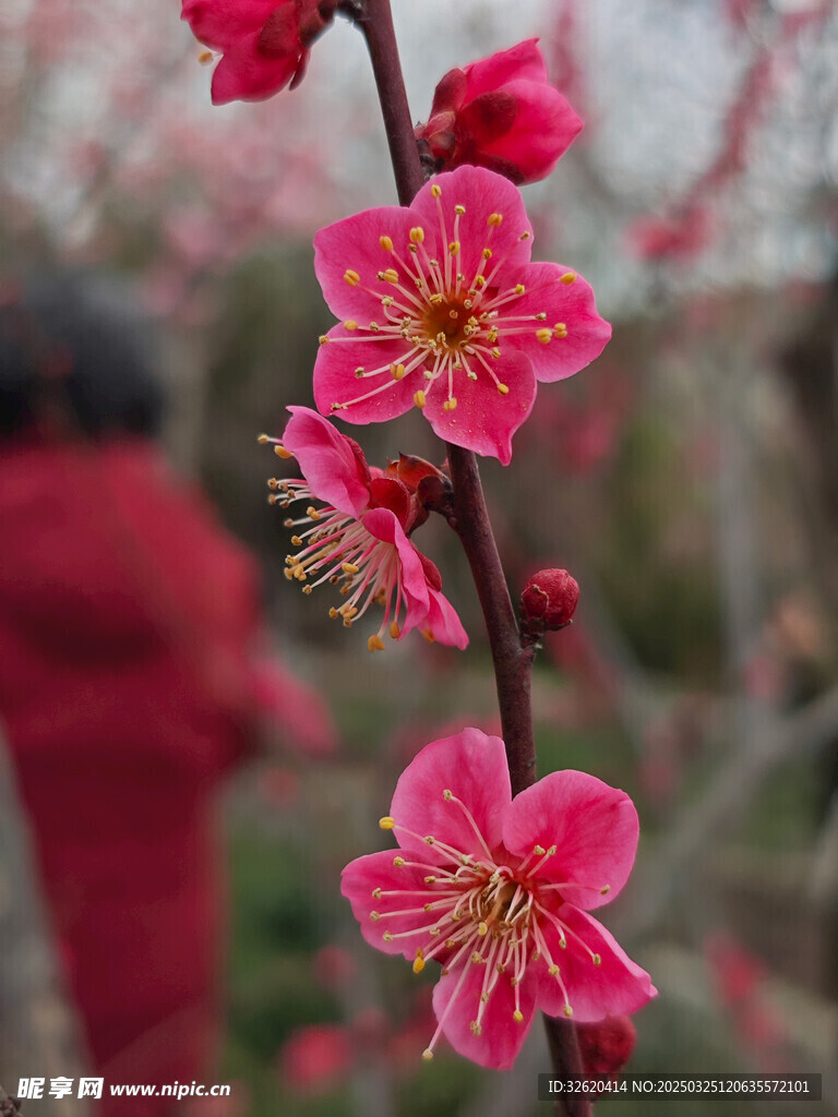 腊梅 梅花