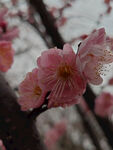 腊梅 梅花