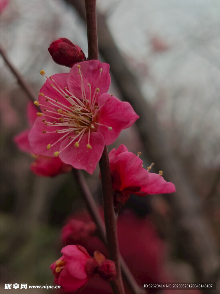 腊梅 梅花