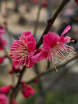 腊梅 梅花