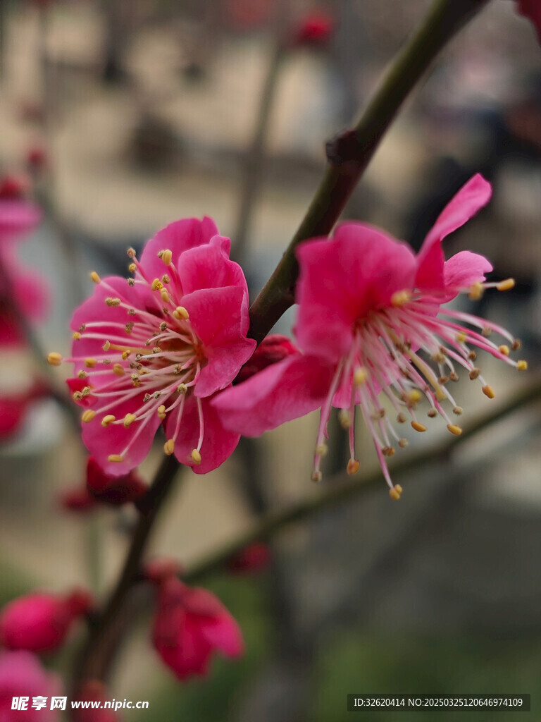 腊梅 梅花