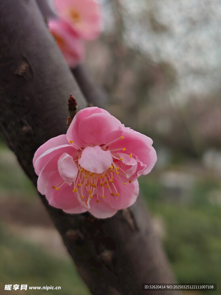 腊梅 梅花