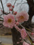 腊梅 梅花