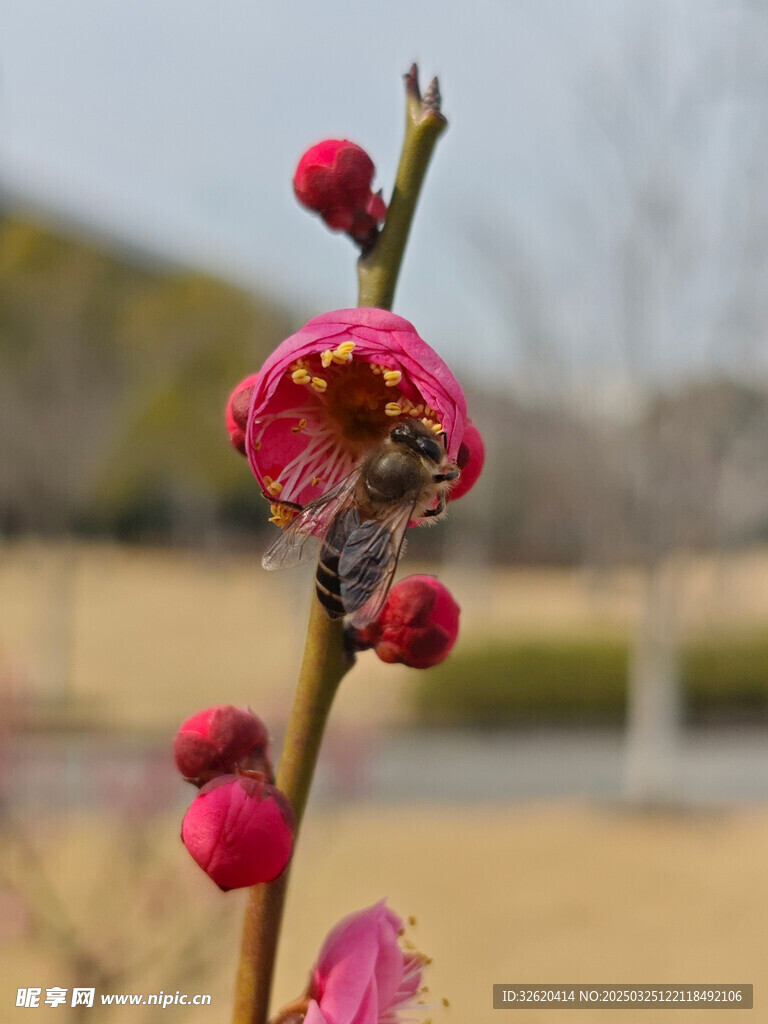 腊梅 梅花