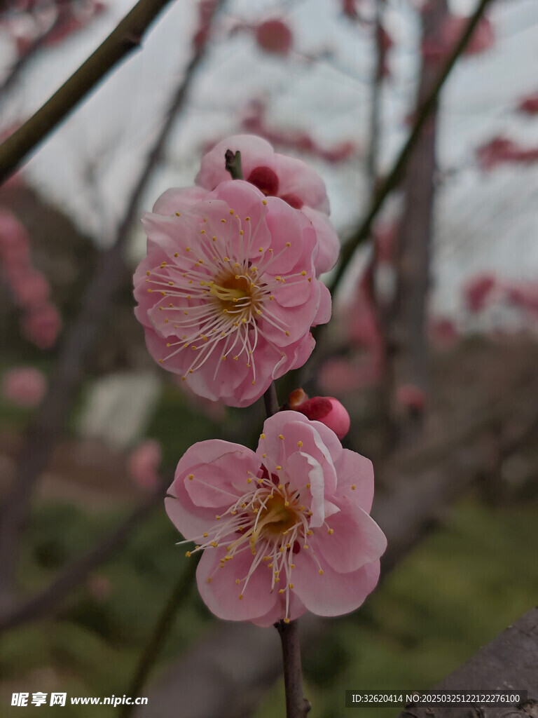 腊梅 梅花