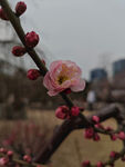 腊梅 梅花