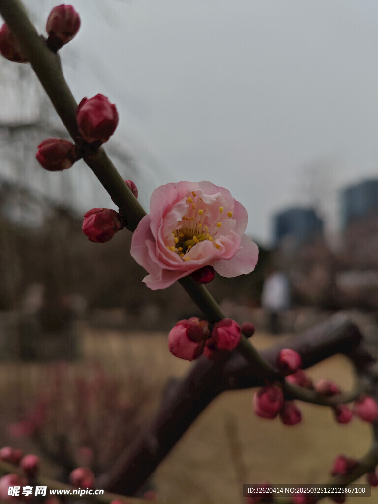 腊梅 梅花