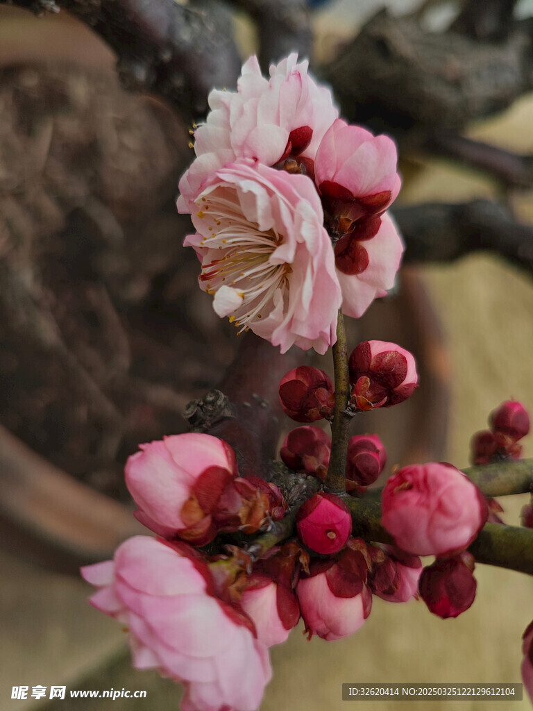 腊梅 梅花