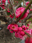 腊梅 梅花