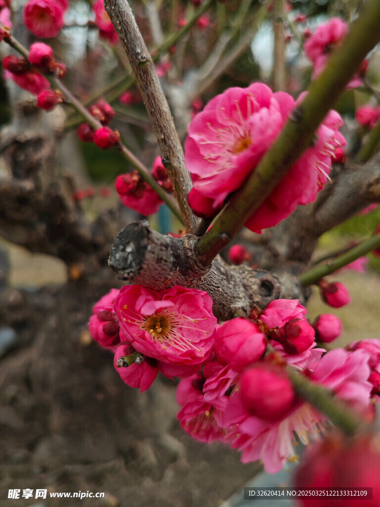 腊梅 梅花