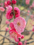 腊梅 梅花