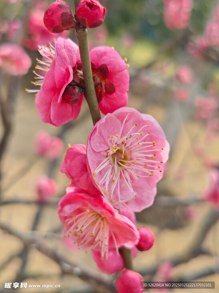 腊梅 梅花