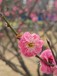 腊梅 梅花