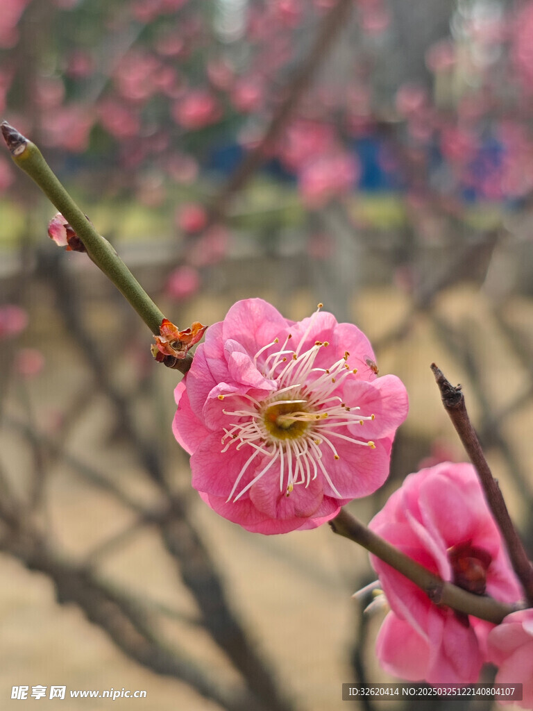 腊梅 梅花