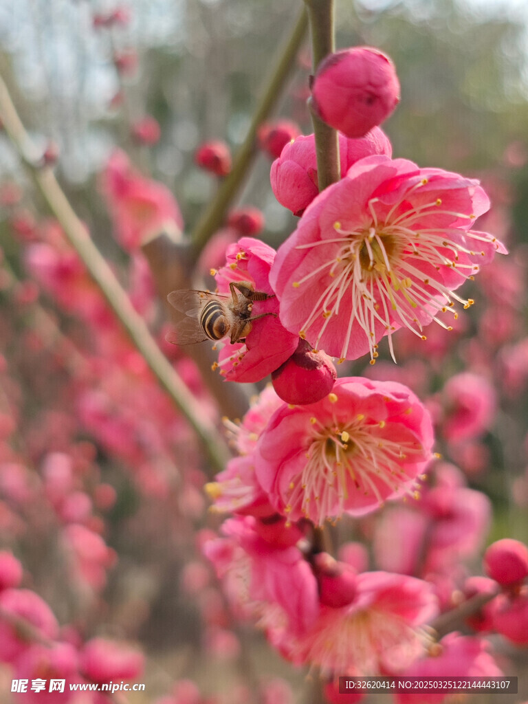 腊梅 梅花