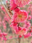腊梅 梅花