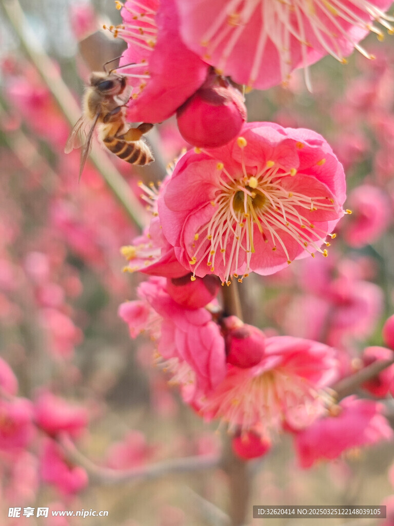腊梅 梅花