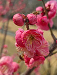 腊梅 梅花
