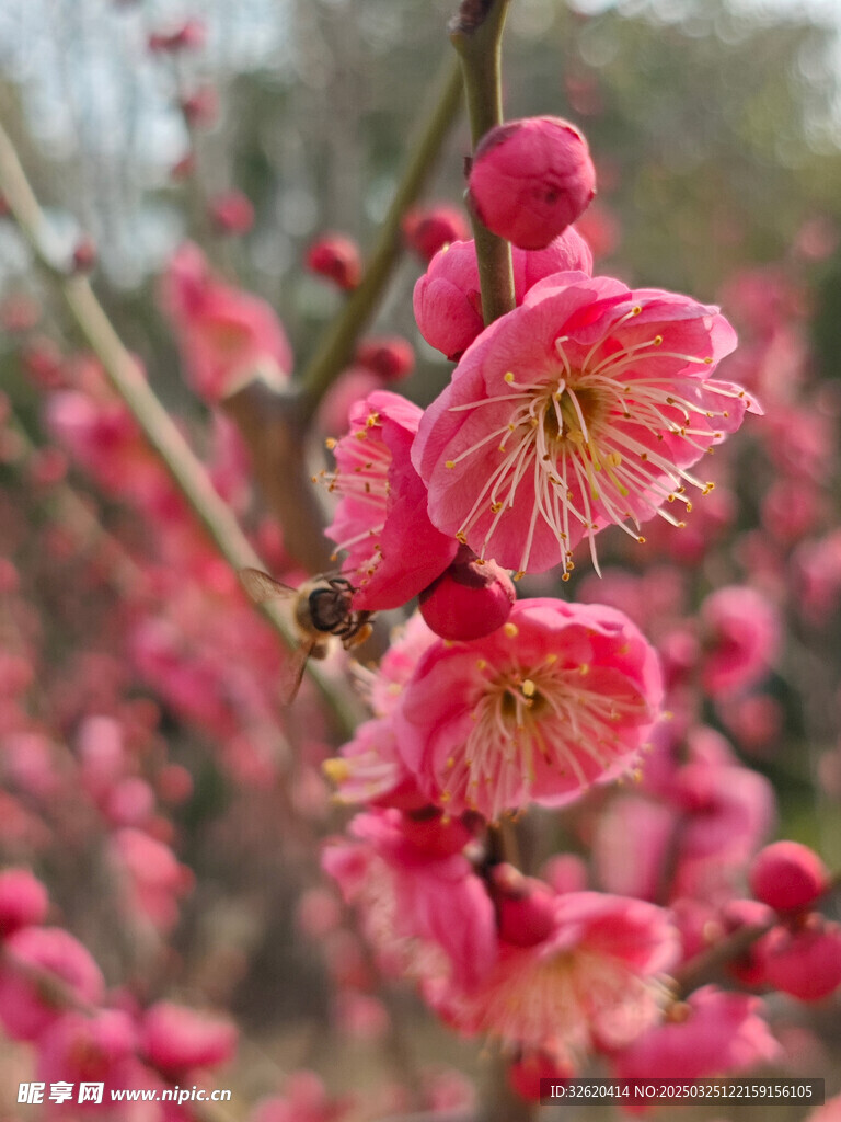 腊梅 梅花