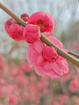 腊梅 梅花