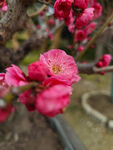 腊梅 梅花