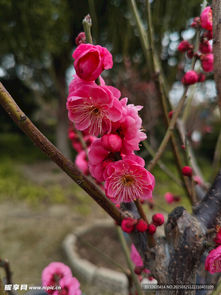 腊梅 梅花