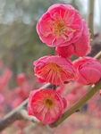 腊梅 梅花
