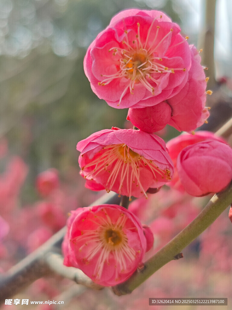 腊梅 梅花