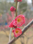 腊梅 梅花