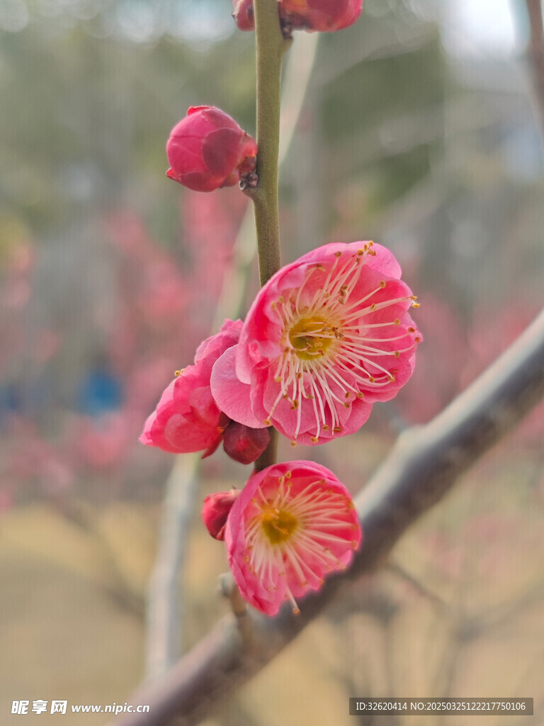 腊梅 梅花