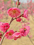 腊梅 梅花