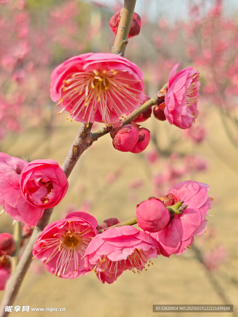 腊梅 梅花