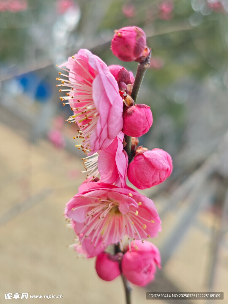 腊梅 梅花