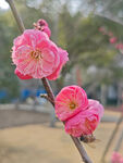 腊梅 梅花