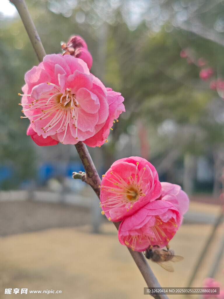 腊梅 梅花