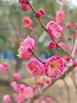 腊梅 梅花